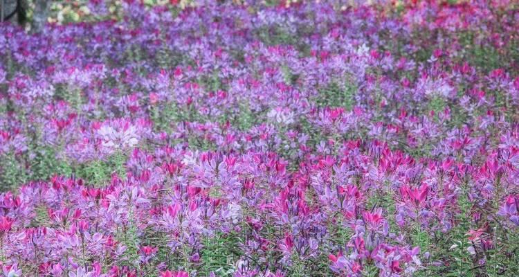 梧桐花紫色有何寓意？紫色梧桐花的象征意义是什么？