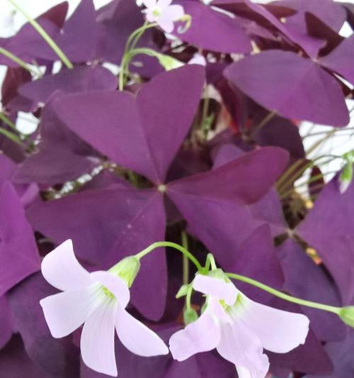 梧桐花紫色有何寓意？紫色梧桐花的象征意义是什么？