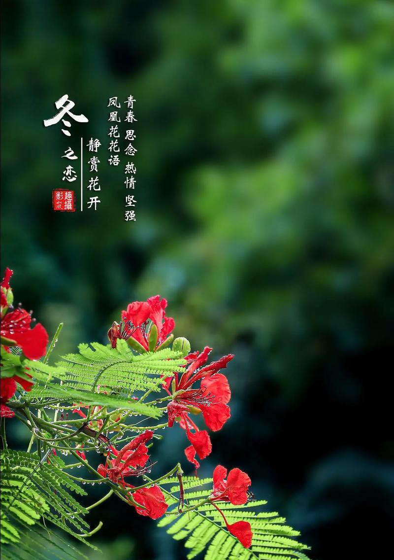 安康花的花语是什么？它象征着什么？