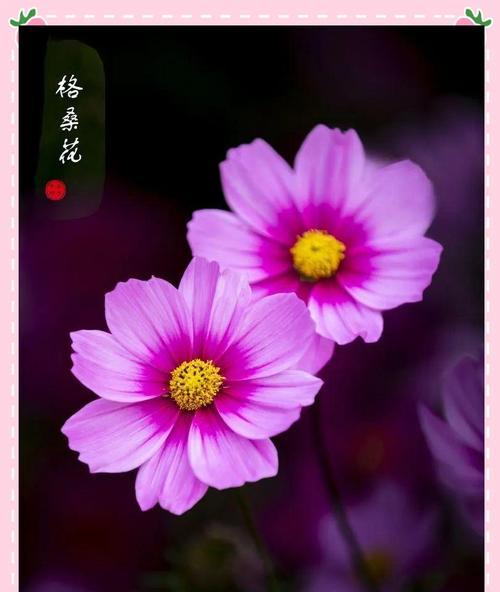 哪种花象征着专属于一个人的爱情？