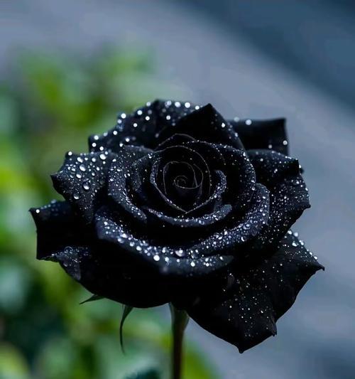 哪种花象征着专属于一个人的爱情？