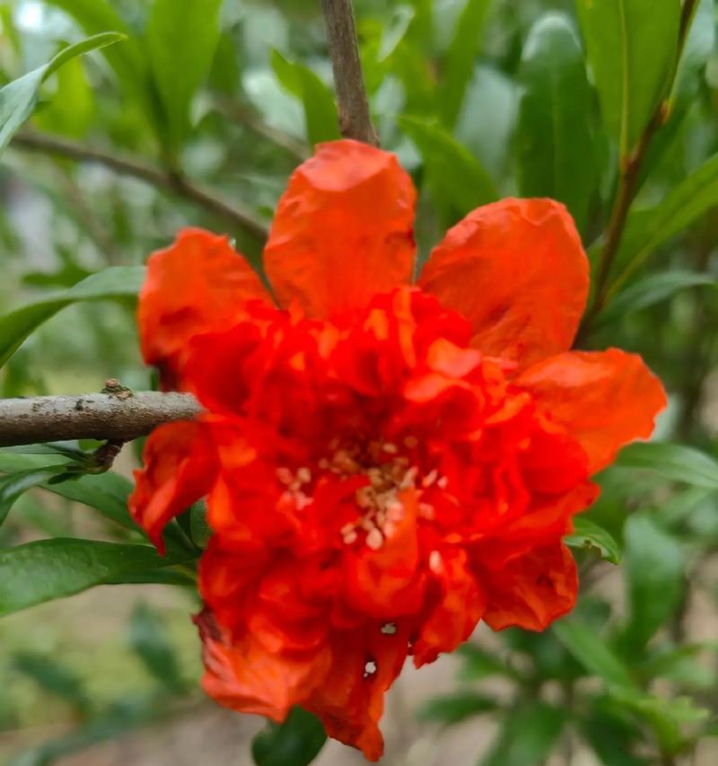 石榴颜色的花寓意是什么？它象征着什么？