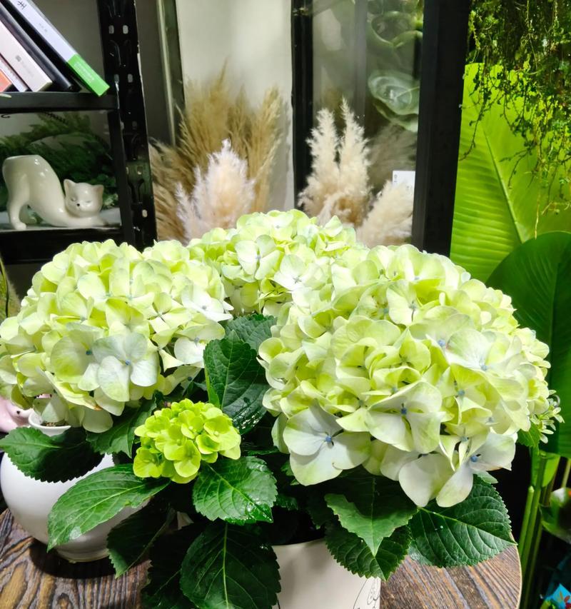 什么花寓意爱情长久？寻找代表永恒爱情的花卉。282