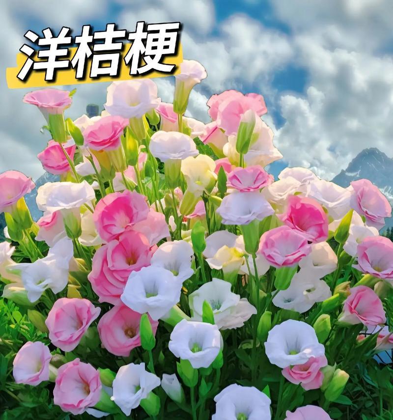 哪些花的花语代表特定的季节？如何选择？