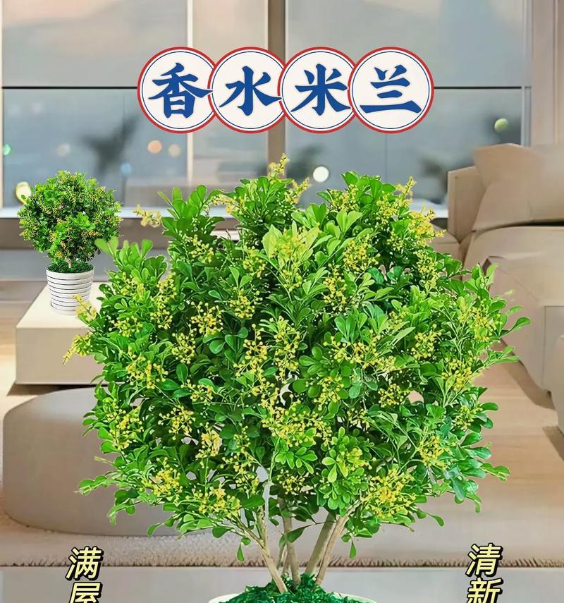 哪些花的花语代表特定的季节？如何选择？