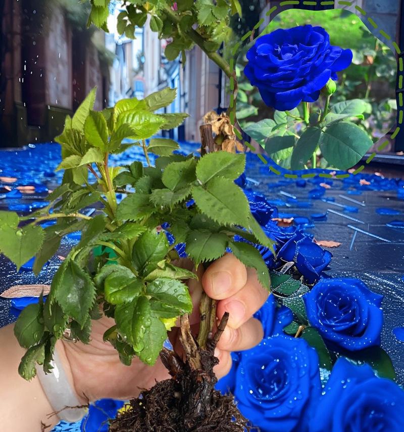 蓝色扇子手捧花有何寓意？蓝色扇子花语是什么？
