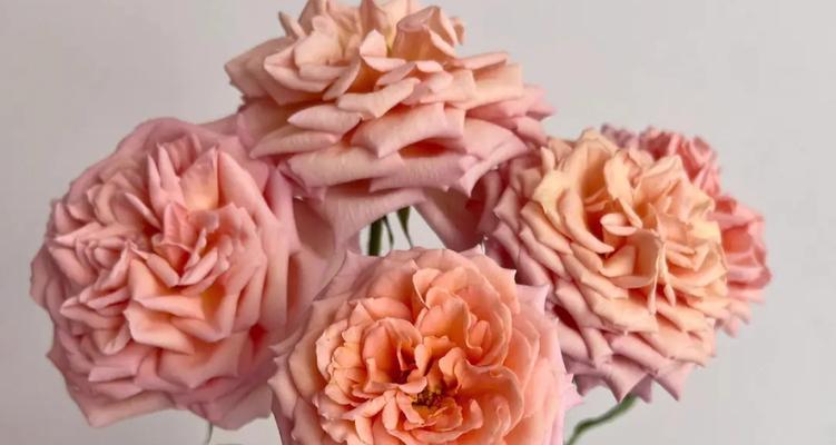 哪种花寓意爱情幸福且长久？如何选择这样的花？