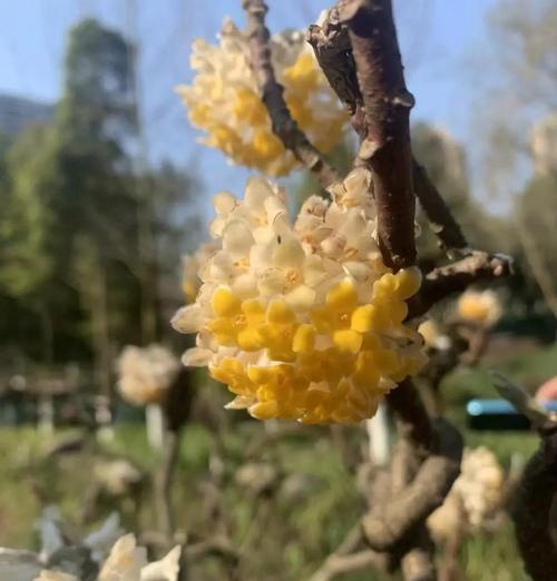 哪种花寓意爱情幸福且长久？如何选择这样的花？