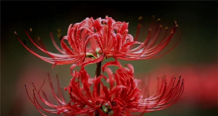 淡红色彼岸花的花语是什么？