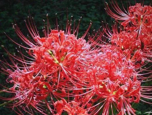 淡红色彼岸花的花语是什么？