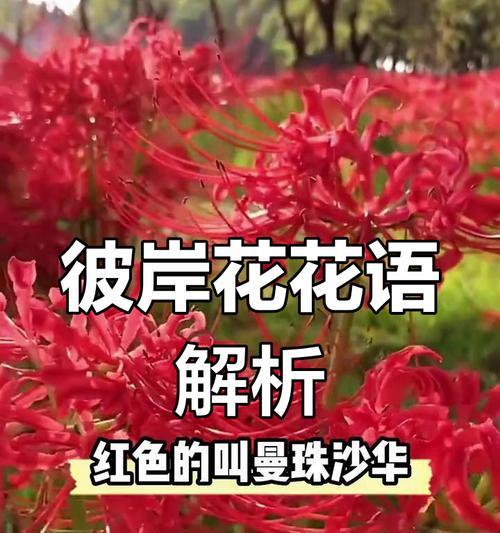 淡红色彼岸花的花语是什么？