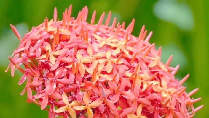 各个节日花的寓意大全是什么？节日花的含义有哪些？