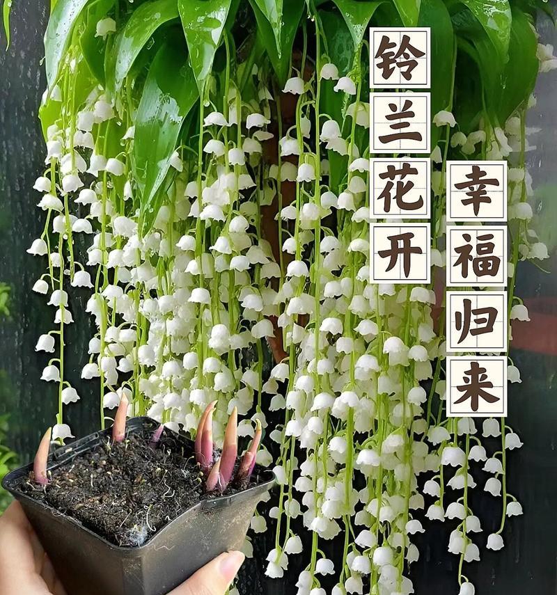 哪种花象征着幸福一生？