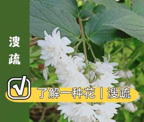 幸福来临的花语有哪些？