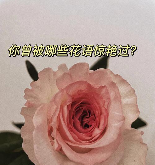 幸福来临的花语有哪些？