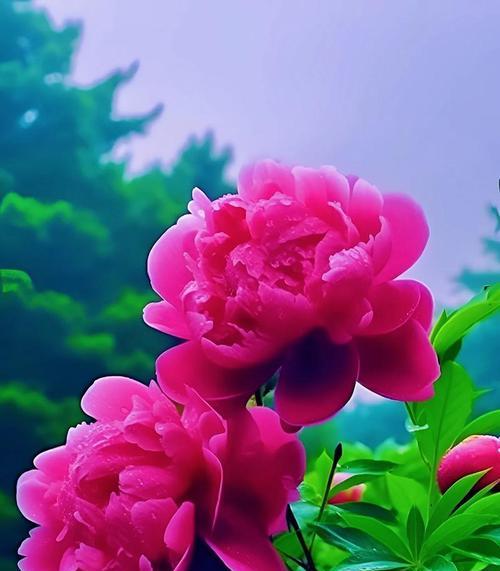 幸福来临的花语有哪些？