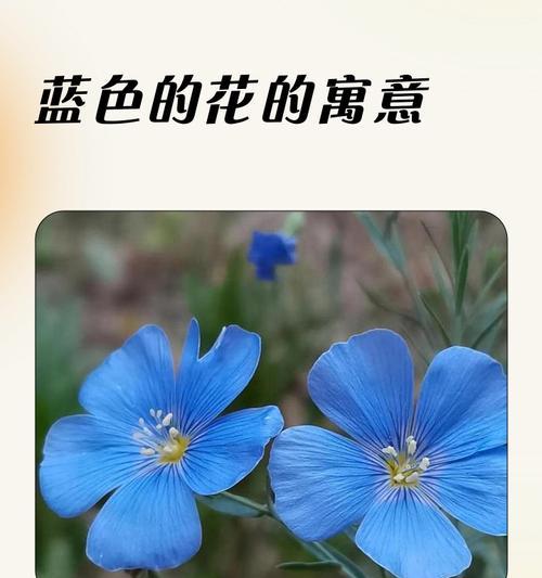 蓝色的花在爱情中象征着什么？它的寓意有哪些？