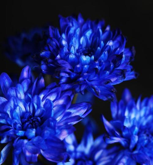 蓝色的花在爱情中象征着什么？它的寓意有哪些？