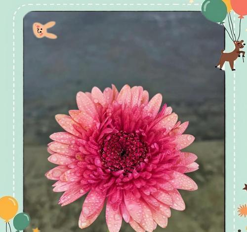 粉红色扶郎花代表什么含义？扶郎花的寓意有哪些？