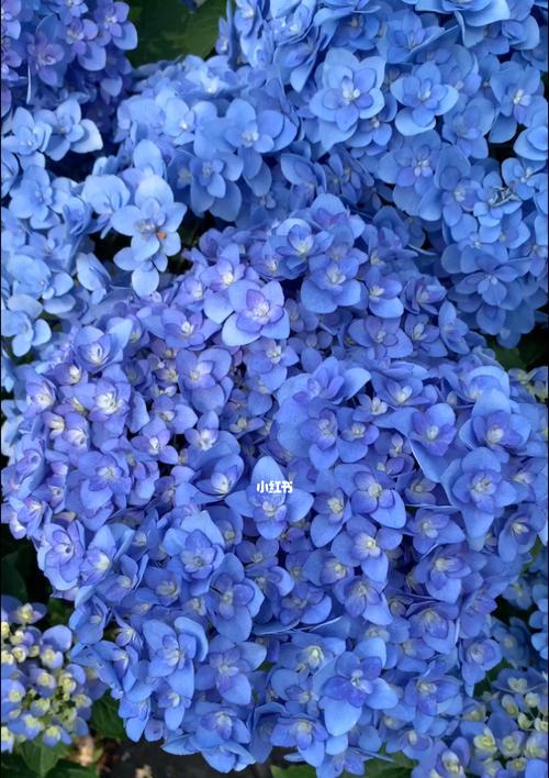 蓝色绣球花的寓意是什么？为什么说蓝色绣球花寓意不好？