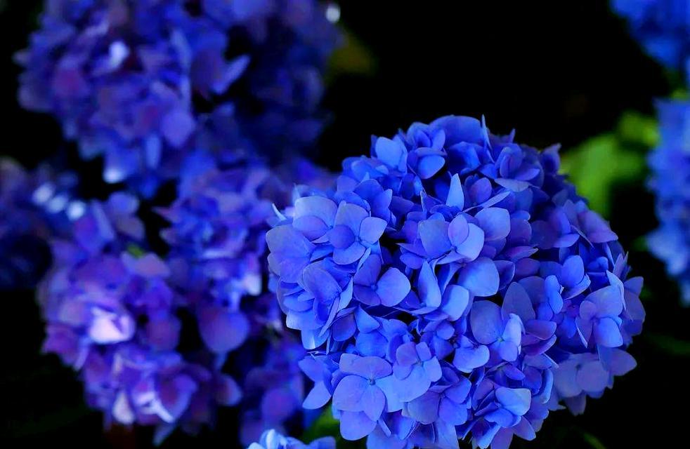 蓝色绣球花的寓意是什么？为什么说蓝色绣球花寓意不好？