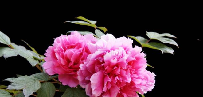 富贵花代表什么？送富贵花的含义是什么？