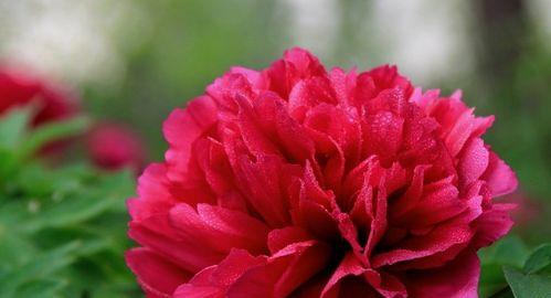 富贵花代表什么？送富贵花的含义是什么？