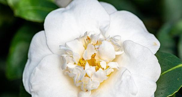 白色花在玻璃瓶中的花语是什么？