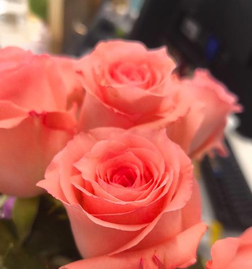 黄色玫瑰花送给妈妈有何寓意？爸爸送黄色玫瑰花的意义是什么？