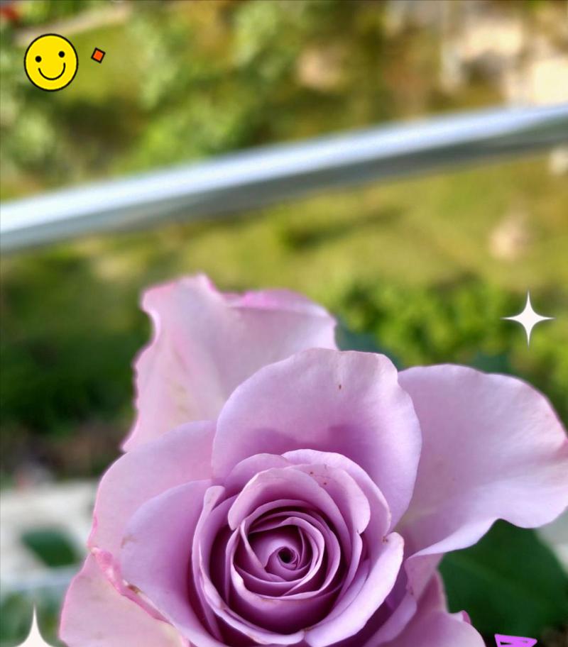 紫色月季花寓意着什么？