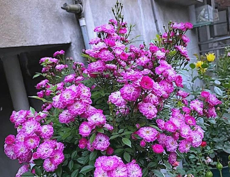 紫色月季花寓意着什么？