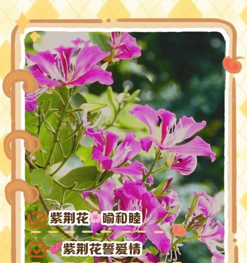 哪些花象征着健康？它们在花语中承载哪些祝福？