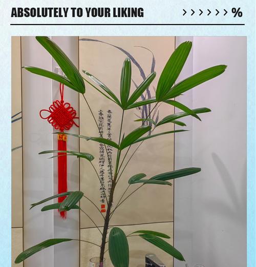棕竹花象征着什么吉祥如意？