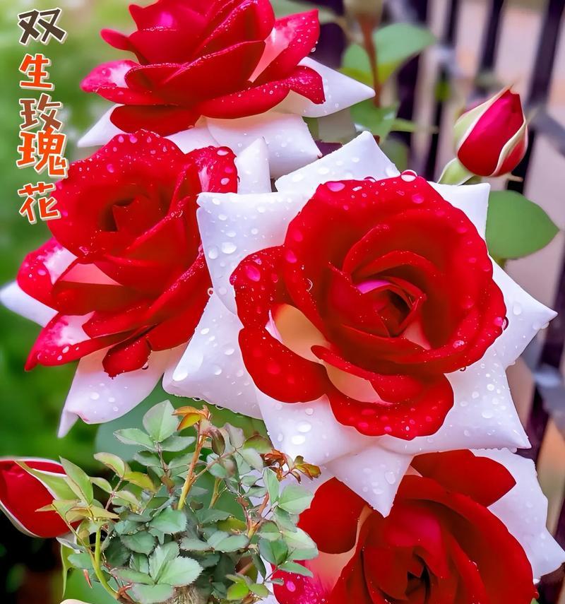 过节时送玫瑰花好吗？玫瑰花的节日寓意是什么？