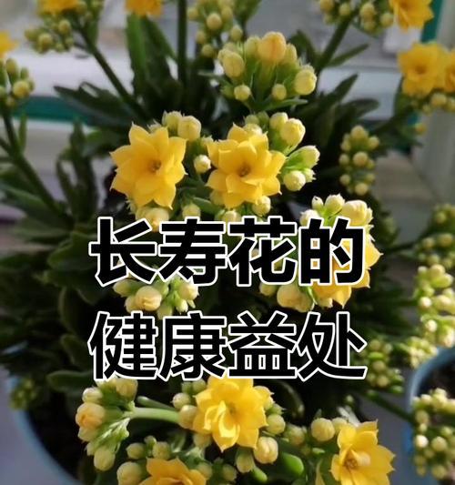 有哪些花象征着身体健康和活力？