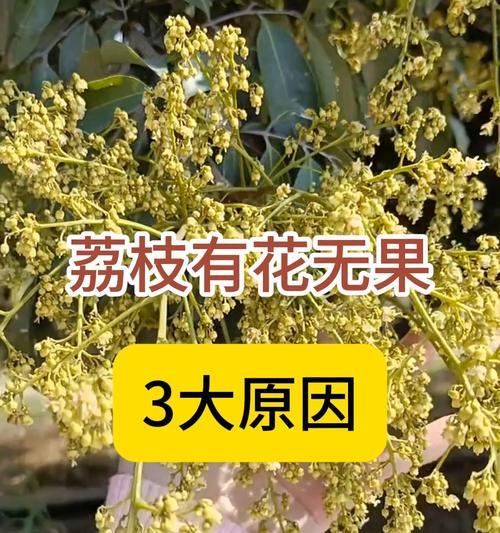 儿童节送荔枝花有什么寓意？荔枝花象征什么？