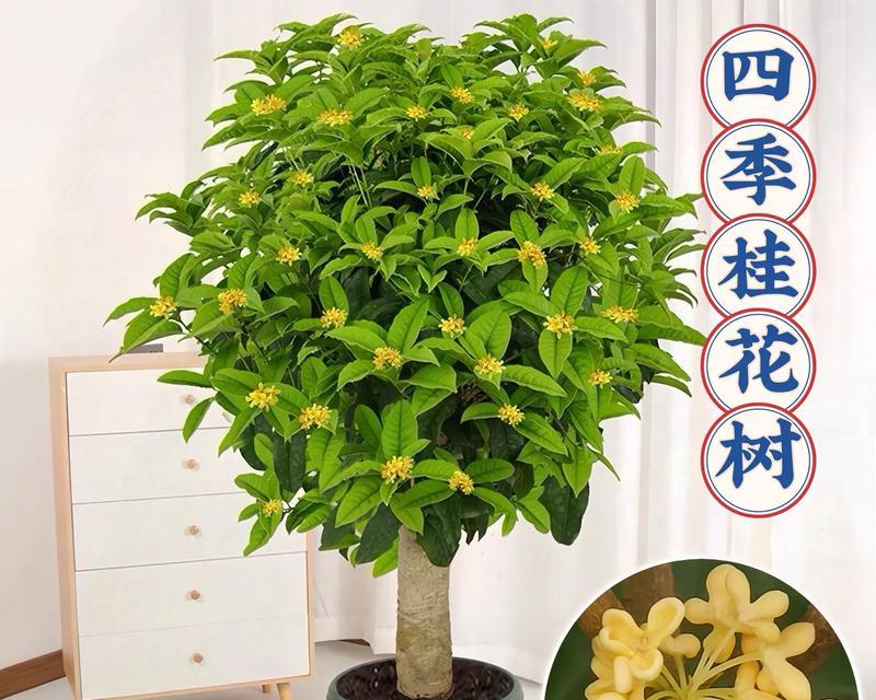 象征富贵的盆景花有哪些？它们代表什么？