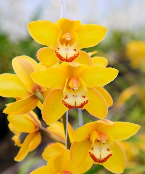 春节象征的花有哪些？长春春节的花卉代表什么？