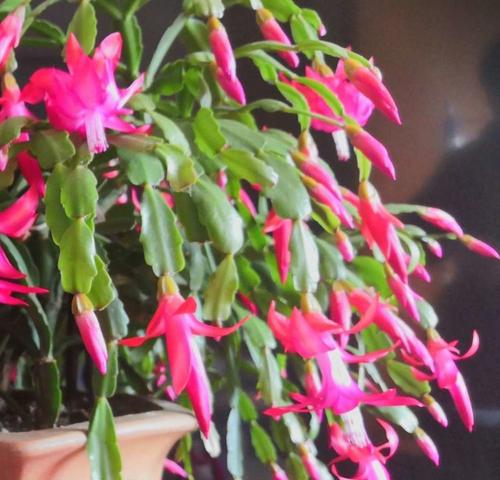 春节象征的花有哪些？长春春节的花卉代表什么？