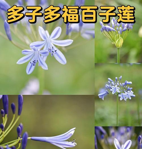 哪种花寓意平安的爱情？平安与爱情的花语是什么？