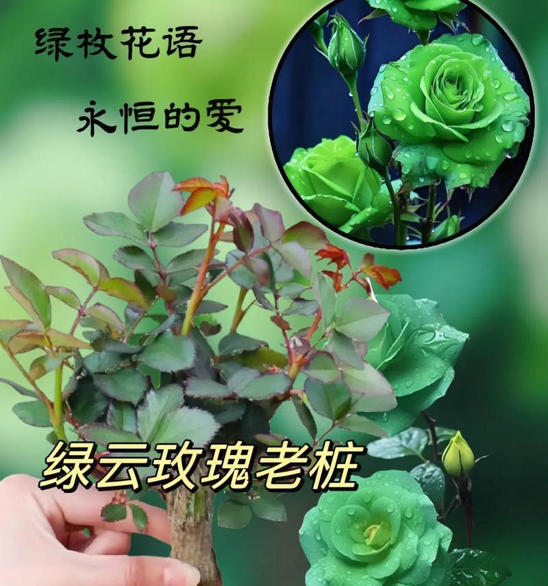 哪种花寓意平安的爱情？平安与爱情的花语是什么？