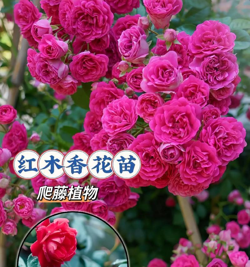 哪种花寓意平安的爱情？平安与爱情的花语是什么？
