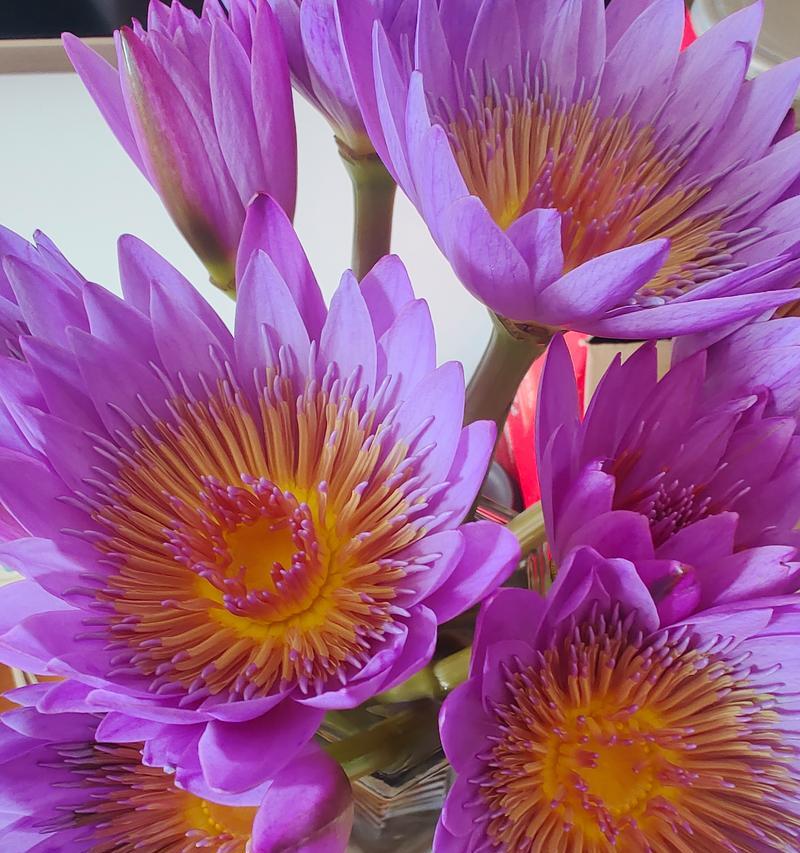 哪种花象征着孤独的爱情？