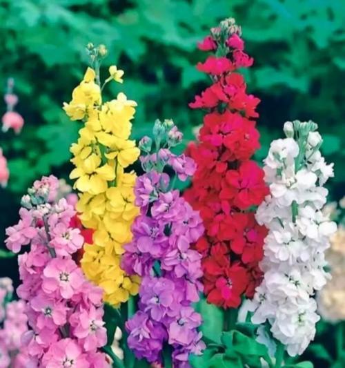 哪种颜色的花象征着爱情？