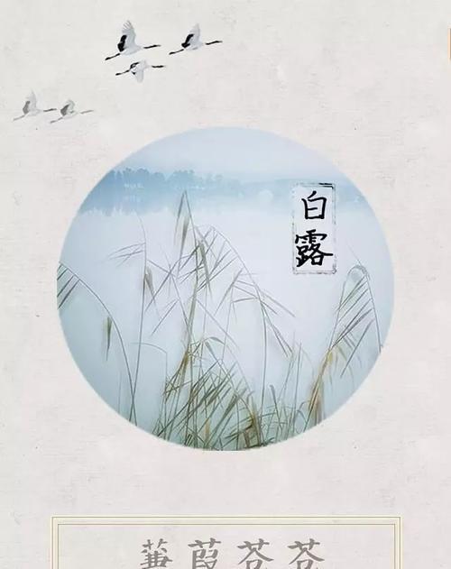 白露时节的花语是什么？白露对应的花语有哪些？
