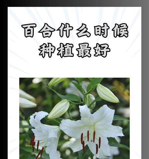 清明节期间百合花有什么寓意？