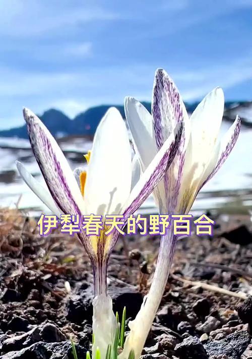 清明节期间百合花有什么寓意？