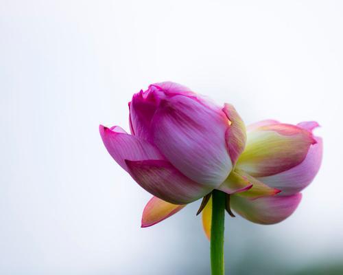 哪些花寓意幸福？花语大全中幸福的花有哪些？