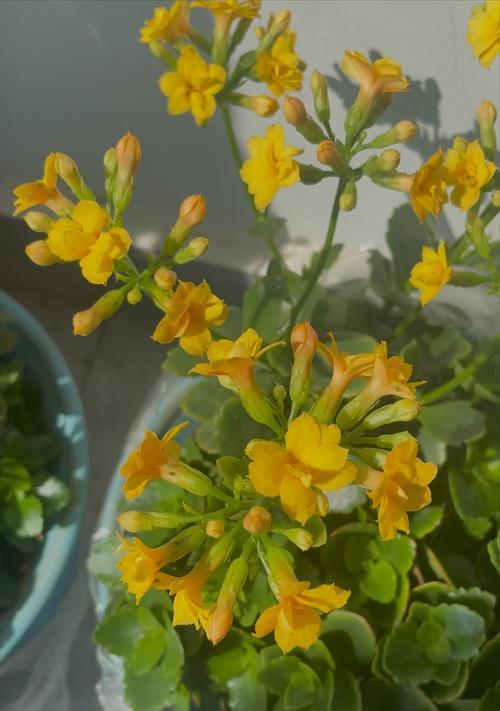 哪些花寓意幸福？花语大全中幸福的花有哪些？