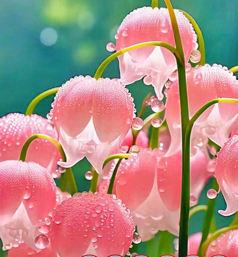 哪些花寓意幸福？花语大全中幸福的花有哪些？